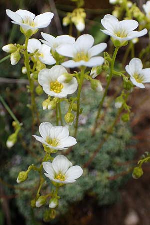 Saxifraga squarrosa \ Sparriger Steinbrech / Dolomites Saxifrage, I S&uuml;dtirol,  Pl&auml;tzwiese 5.7.2022
