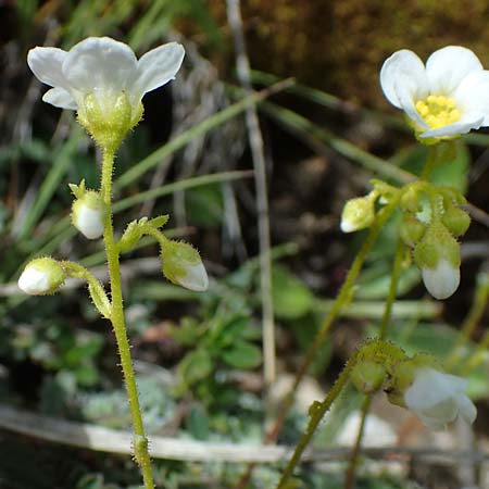 Saxifraga squarrosa \ Sparriger Steinbrech / Dolomites Saxifrage, I S&uuml;dtirol,  Pl&auml;tzwiese 5.7.2022
