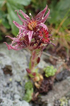 Sempervivum montanum \ Berg-Hauswurz / Mountain House-Leek, I Südtirol,  Gsieser Tal 7.7.2022