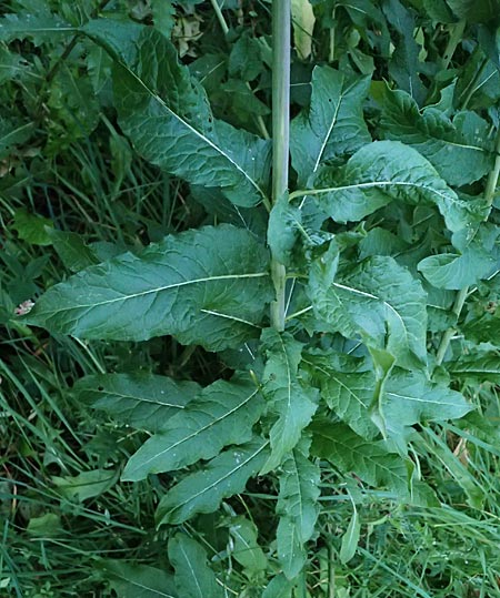 Sisymbrium strictissimum \ Steife Rauke / Perennial Rocket, I Bormio 9.7.2026