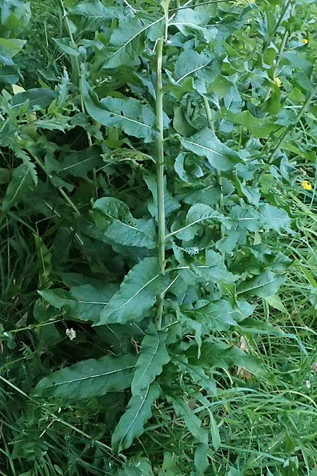 Sisymbrium strictissimum \ Steife Rauke / Perennial Rocket, I Bormio 9.7.2026