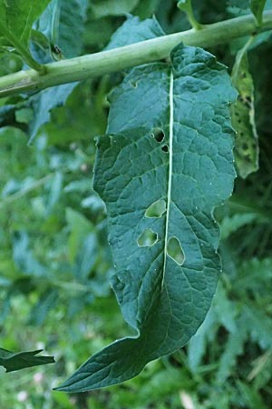 Sisymbrium strictissimum \ Steife Rauke / Perennial Rocket, I Bormio 9.7.2026