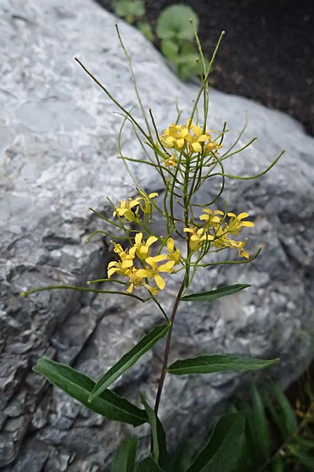 Sisymbrium strictissimum \ Steife Rauke / Perennial Rocket, I Bormio 9.7.2026