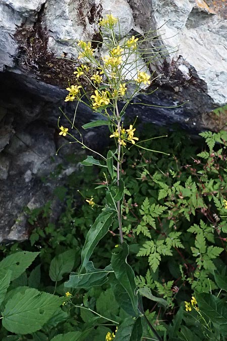 Sisymbrium strictissimum \ Steife Rauke / Perennial Rocket, I Bormio 9.7.2026