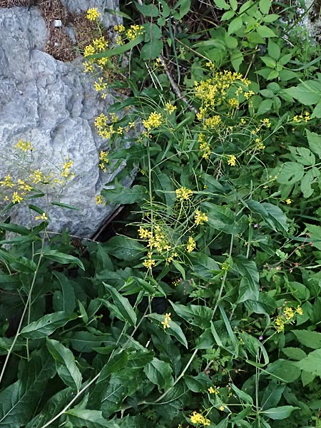 Sisymbrium strictissimum \ Steife Rauke / Perennial Rocket, I Bormio 9.7.2026