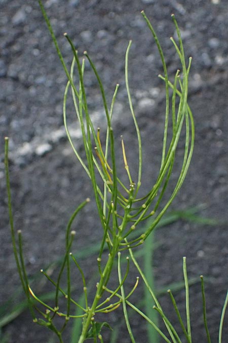 Sisymbrium strictissimum \ Steife Rauke / Perennial Rocket, I Bormio 9.7.2026