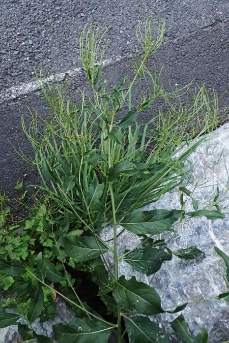 Sisymbrium strictissimum \ Steife Rauke / Perennial Rocket, I Bormio 9.7.2026