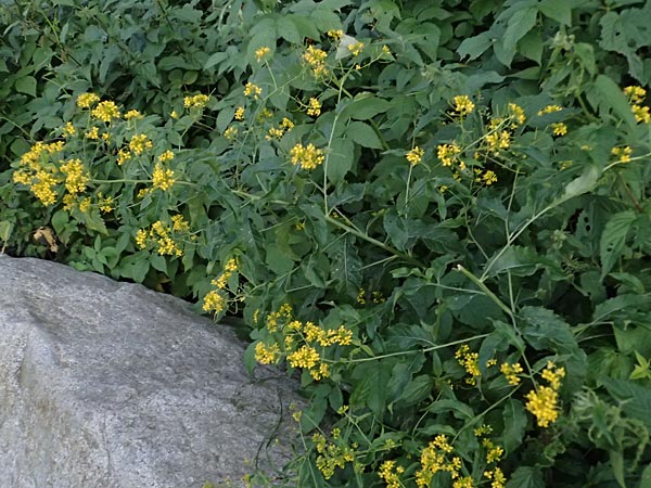 Sisymbrium strictissimum \ Steife Rauke / Perennial Rocket, I Bormio 9.7.2026