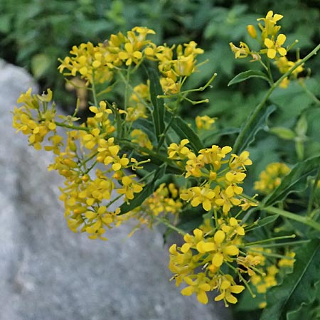 Sisymbrium strictissimum \ Steife Rauke / Perennial Rocket, I Bormio 9.7.2026