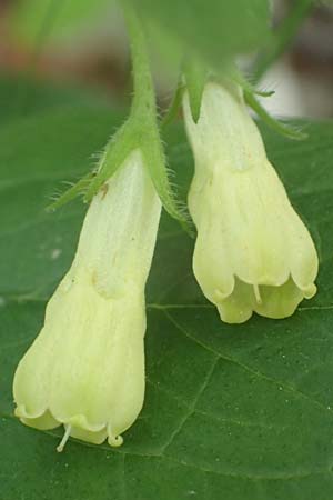Symphytum tuberosum subsp. angustifolium \ Schmalbl&auml;ttriger Beinwell / Narrow-Leaved Comfrey, I Alpi Bergamasche, Monte Alben 11.6.2017