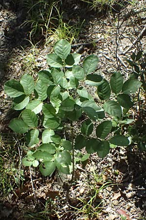 Fraxinus ornus \ Blumen-Esche, Manna-Esche / Manna Ash, I Liguria, Moneglia 26.9.2023