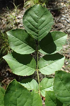 Fraxinus ornus \ Blumen-Esche, Manna-Esche / Manna Ash, I Liguria, Moneglia 26.9.2023