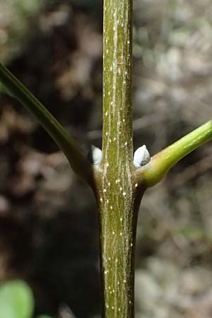 Fraxinus ornus \ Blumen-Esche, Manna-Esche / Manna Ash, I Liguria, Moneglia 26.9.2023