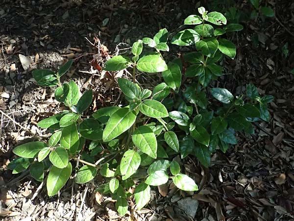 Viburnum tinus \ Lorbeer-Schneeball / Laurustinus, I Liguria, Moneglia 30.9.2023