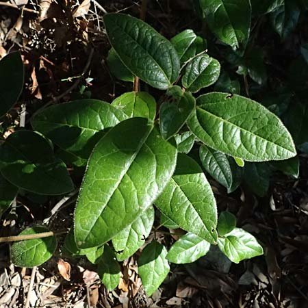 Viburnum tinus \ Lorbeer-Schneeball / Laurustinus, I Liguria, Moneglia 30.9.2023