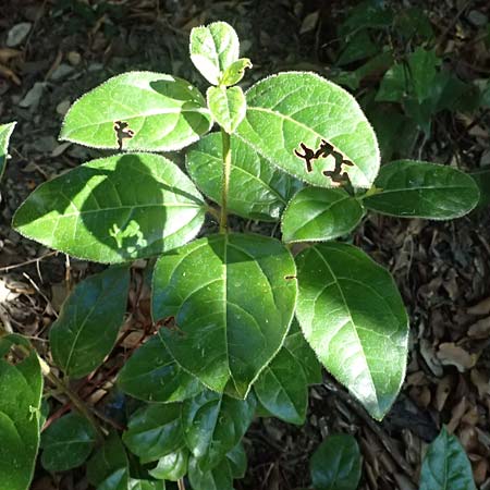 Viburnum tinus \ Lorbeer-Schneeball / Laurustinus, I Liguria, Moneglia 30.9.2023
