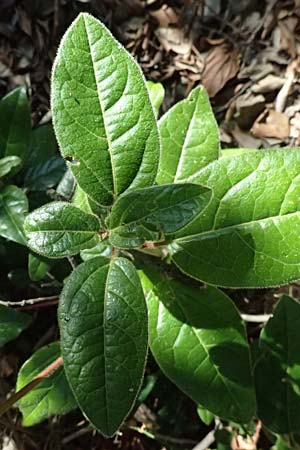 Viburnum tinus \ Lorbeer-Schneeball / Laurustinus, I Liguria, Moneglia 30.9.2023
