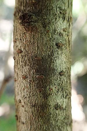 Viburnum tinus \ Lorbeer-Schneeball / Laurustinus, I Liguria, Moneglia 30.9.2023