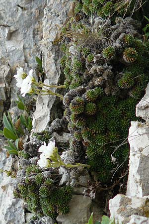 Saxifraga vandellii \ Vandellis Steinbrech / Vandelli's Saxifrage, I Alpi Bergamasche, Pizzo Arera 9.6.2017