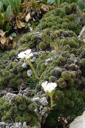 Saxifraga vandellii \ Vandellis Steinbrech / Vandelli's Saxifrage, I Alpi Bergamasche, Pizzo Arera 9.6.2017