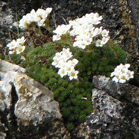 Saxifraga vandellii \ Vandellis Steinbrech / Vandelli's Saxifrage, I Alpi Bergamasche, Pizzo Arera 9.6.2017