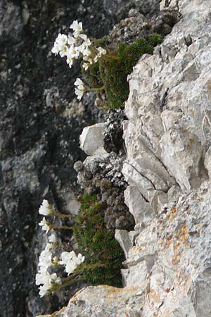 Saxifraga vandellii \ Vandellis Steinbrech / Vandelli's Saxifrage, I Alpi Bergamasche, Pizzo Arera 9.6.2017