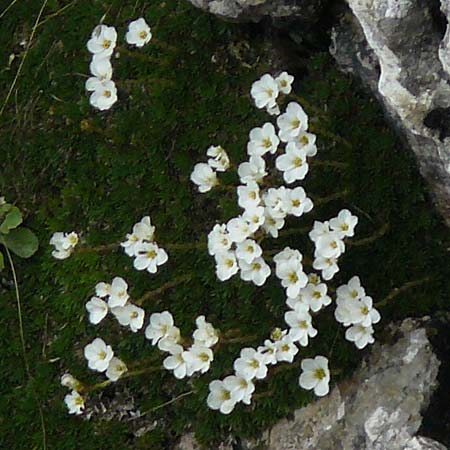 Saxifraga vandellii \ Vandellis Steinbrech / Vandelli's Saxifrage, I Alpi Bergamasche, Monte Alben 11.6.2017