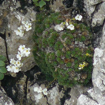 Saxifraga vandellii \ Vandellis Steinbrech / Vandelli's Saxifrage, I Alpi Bergamasche, Monte Alben 11.6.2017