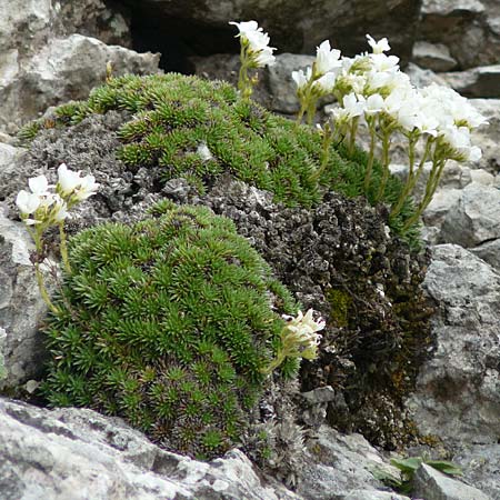 Saxifraga vandellii \ Vandellis Steinbrech / Vandelli's Saxifrage, I Alpi Bergamasche, Monte Alben 11.6.2017