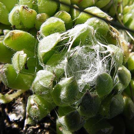 Sempervivum arachnoideum \ Spinnweb-Hauswurz / Cobweb House-Leek, I Liguria, Molini di Triora 26.5.2013