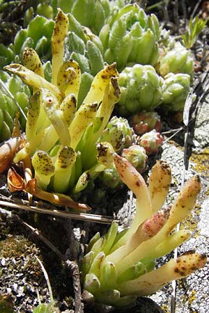 Sempervivum arachnoideum \ Spinnweb-Hauswurz / Cobweb House-Leek, I Liguria, Molini di Triora 26.5.2013