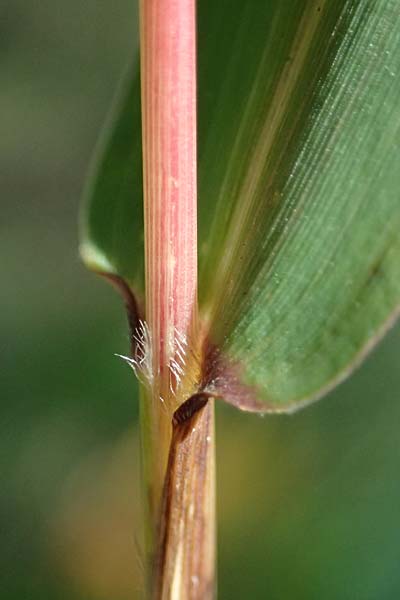 Setaria verticilliformis \ Zweifelhafte Borstenhirse, Kurzborsten-Borstenhirse / Barbed Bristle Grass, I Liguria, Borzonasca 29.9.2023