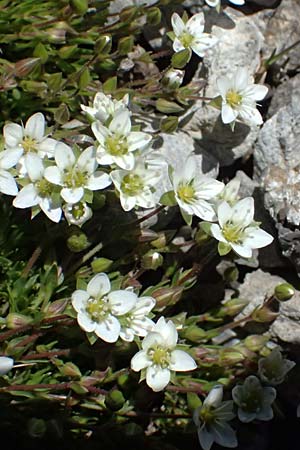 Sabulina verna s.l. \ H�gel-Fr�hlings-Miere / Hill Spring Sandwort, I Stilfser Joch / Passo dello Stelvio 7.7.2026