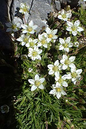 Sabulina verna s.l. \ H�gel-Fr�hlings-Miere / Hill Spring Sandwort, I Stilfser Joch / Passo dello Stelvio 7.7.2026
