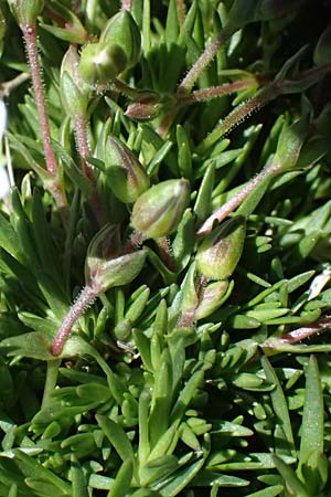 Sabulina verna s.l. \ H�gel-Fr�hlings-Miere / Hill Spring Sandwort, I Stilfser Joch / Passo dello Stelvio 7.7.2026