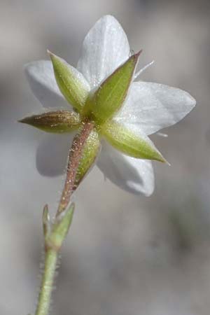 Sabulina verna s.l. \ H�gel-Fr�hlings-Miere / Hill Spring Sandwort, I Stilfser Joch / Passo dello Stelvio 7.7.2026