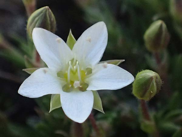 Sabulina verna s.l. \ H�gel-Fr�hlings-Miere / Hill Spring Sandwort, I Stilfser Joch / Passo dello Stelvio 7.7.2026