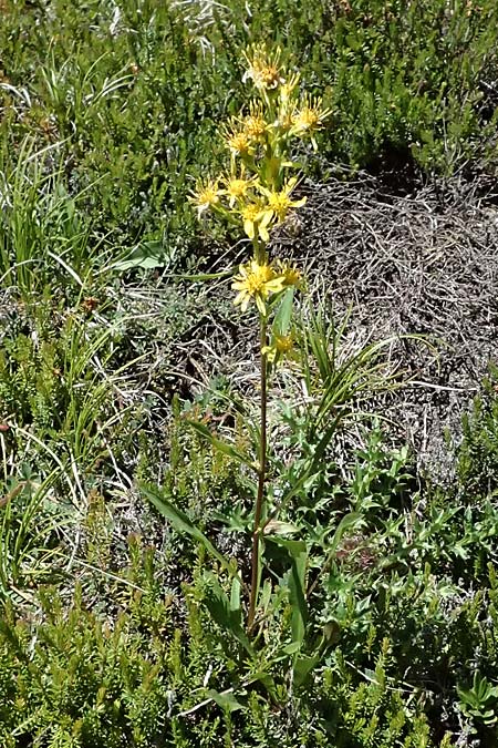 Solidago virgaurea subsp. minuta \ Alpen-Goldrute / Alpine Goldenrod, I Lago di Cancano 10.7.2026