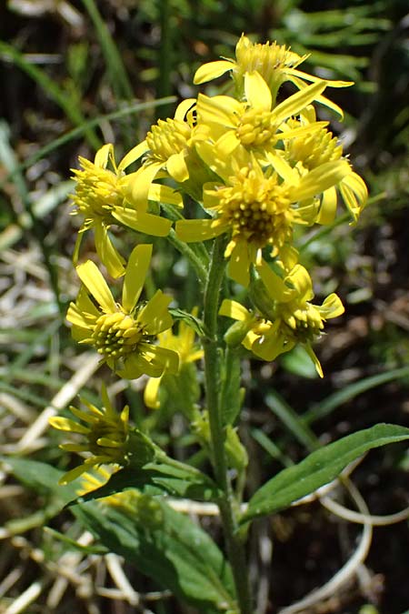 Solidago virgaurea subsp. minuta \ Alpen-Goldrute / Alpine Goldenrod, I Lago di Cancano 10.7.2026