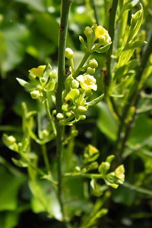 Osyris alba \ Weier Harnstrauch / Poet's Cassia, I Liguria, Castelvecchio di Rocca Barbena 19.5.2013