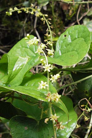 Dioscorea communis \ Schmerwurz / Black Bryony, I Liguria, Castelvecchio di Rocca Barbena 19.5.2013