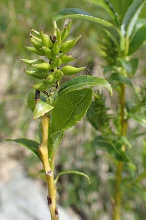 Salix waldsteiniana \ Waldsteins Weide, Bumchen-Weide / Waldstein's Willow, I Alpi Bergamasche, Pizzo Arera 9.6.2017