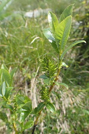 Salix waldsteiniana \ Waldsteins Weide, Bumchen-Weide / Waldstein's Willow, I Alpi Bergamasche, Pizzo Arera 9.6.2017