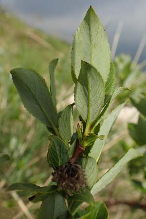 Salix waldsteiniana \ Waldsteins Weide, Bumchen-Weide / Waldstein's Willow, I Alpi Bergamasche, Pizzo Arera 9.6.2017
