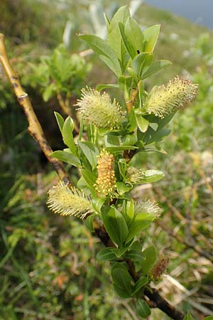 Salix waldsteiniana \ Waldsteins Weide, Bumchen-Weide / Waldstein's Willow, I Alpi Bergamasche, Pizzo Arera 9.6.2017