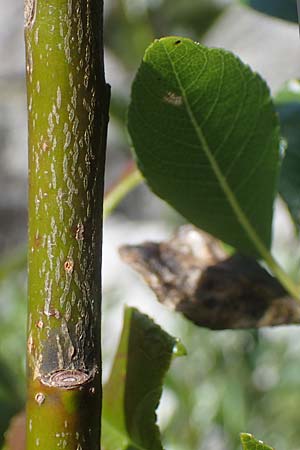 Salix waldsteiniana \ Waldsteins Weide, Bumchen-Weide / Waldstein's Willow, I Prags,  Weißlahnsattel 6.7.2022