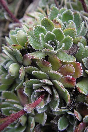 Saxifraga paniculata \ Rispen-Steinbrech, Trauben-Steinbrech / Livelong Saxifrage, I Campo Imperatore 5.6.2007