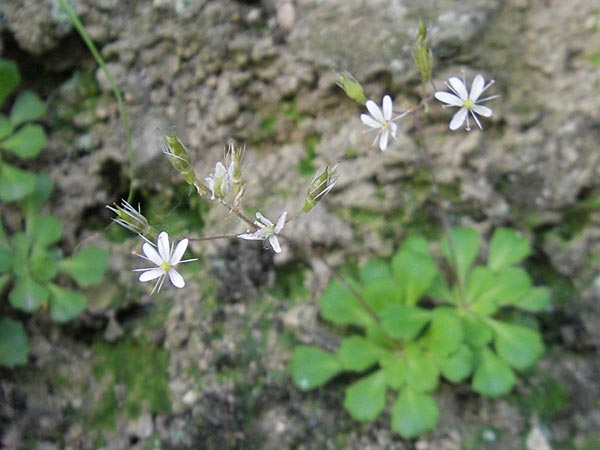 Saxifraga cuneifolia \ Keilblttriger Steinbrech / Lesser London Pride, I Albisola 22.5.2010