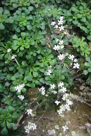 Saxifraga cuneifolia \ Keilblttriger Steinbrech / Lesser London Pride, I Albisola 22.5.2010