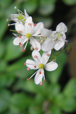 Saxifraga cuneifolia \ Keilblttriger Steinbrech / Lesser London Pride, I Albisola 22.5.2010